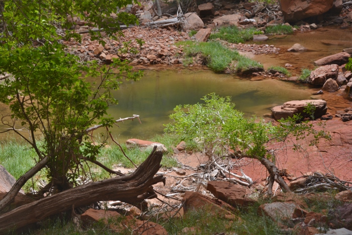 In the Kayenta-Emerald Pools Trail